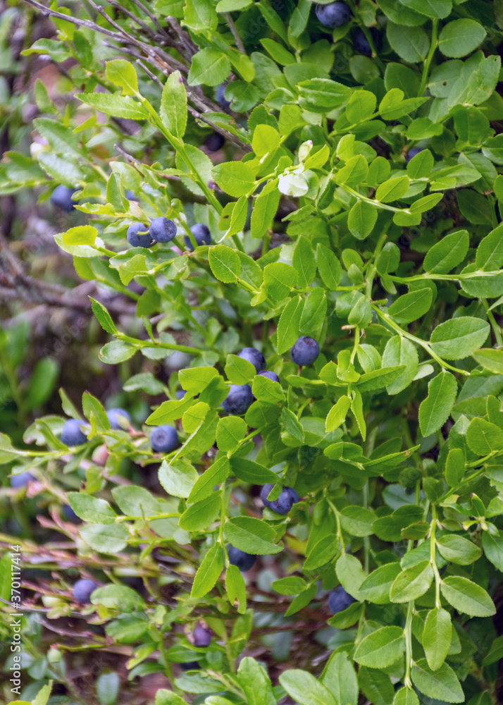 blueberry bushes on the background of forest vegetation, blue blueberries, berry picking time, summer blueberry bushes on the background of forest vegetation, blue blueberries, berry picking time, summer