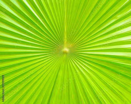 Beautiful design on the Green Leaf