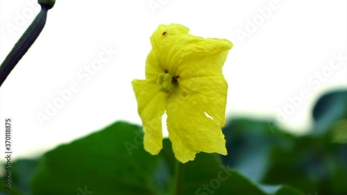 The Trigona bee perches on the flower of the Chinese Okra or Luffa acutangula, in the breeze - footage. photo