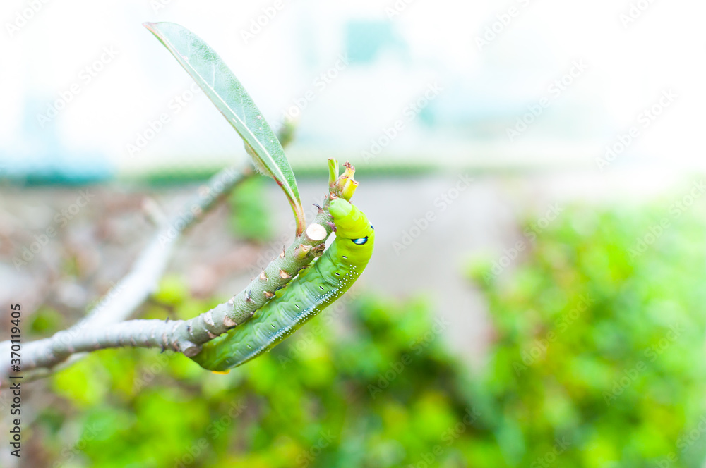 Fototapeta premium Caterpillar worm eating leaves nature in the garden