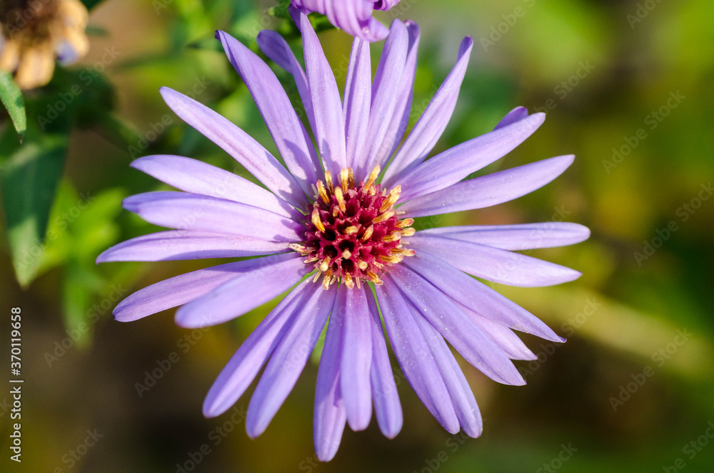 purple flower in the garden purple flower in the garden