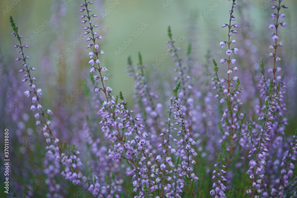 Obraz premium Heide Landschaft im Sommer mit grün und lila farbebner Natur