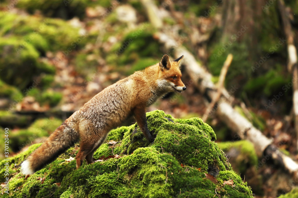 Cute Red Fox, Vulpes vulpes in mossy autumn forest. Beautiful animal in the nature habitat. Wildlife scene from nature.