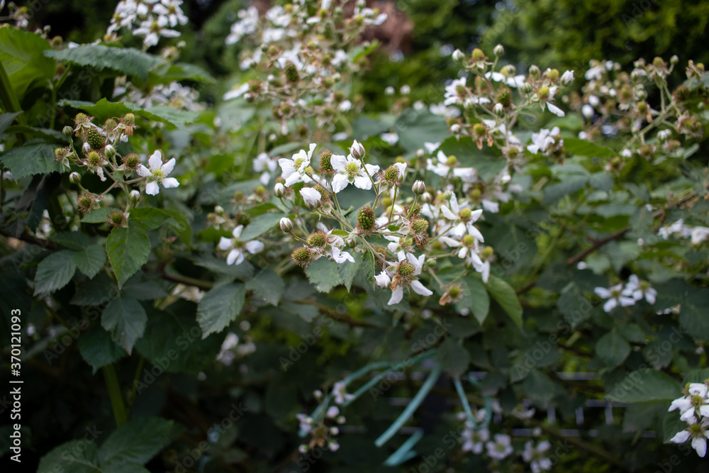 White flower bloom of a berry AM White flower bloom of a berry AM