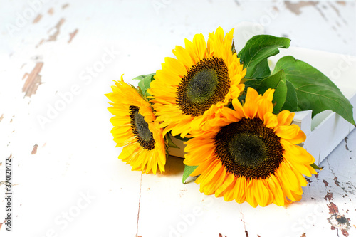 Sunflower bouquet on the white box and on the white rustic vintage background closeup. Nice greeting card design.