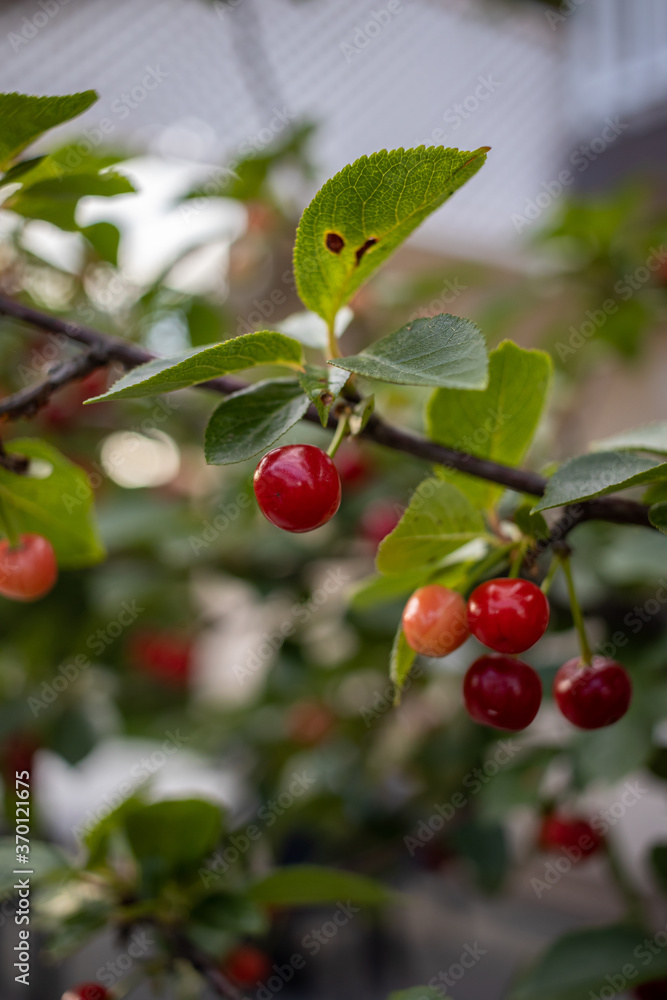 Obraz premium Cherries hanging on a branch of a tree with shallow depth of field AM