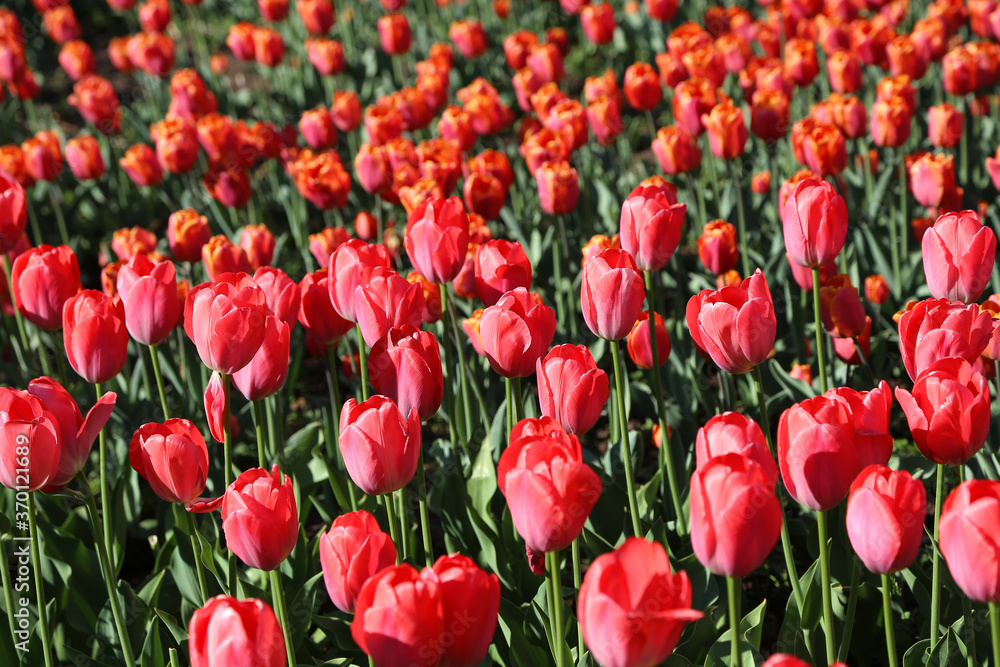 Bright beautiful red tulips lit by the sun Bright beautiful red tulips lit by the sun