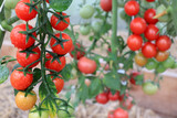 A close up of ripening cherry tomatoes of the 