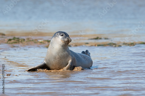 Harbour Seal Pup (Phoca vitulina) playing at the edge of the tide