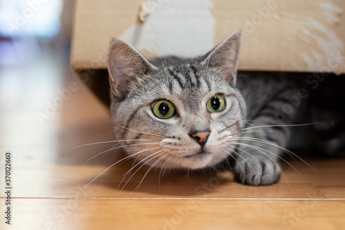 箱の中に入って遊ぶ猫 サバトラ猫