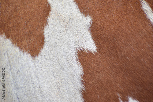 cow skin texture background, cow leather with fur background