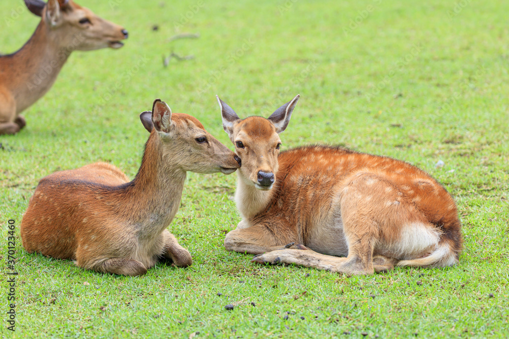 Young deer sisters I met at Nara Park in Japan. Young deer sisters I met at Nara Park in Japan.