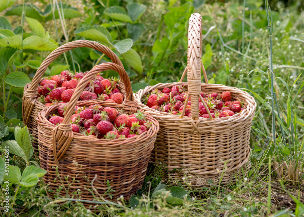 landscape with juicy strawberries in a wicker basket, green grass background, summer landscape with juicy strawberries in a wicker basket, green grass background, summer