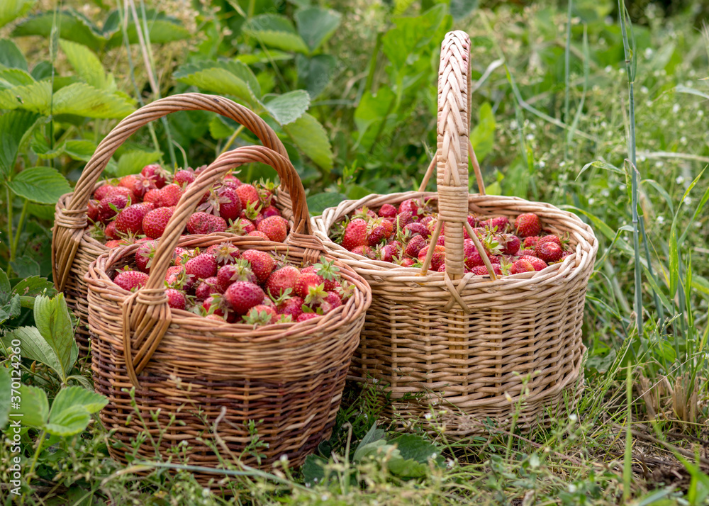 landscape with juicy strawberries in a wicker basket, green grass background, summer