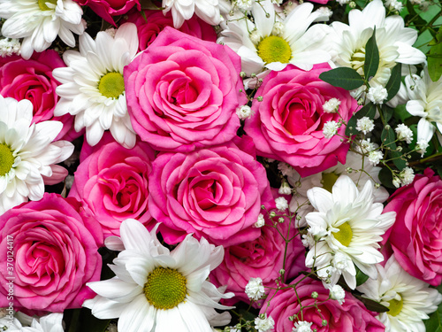 Beautiful pink roses and white daisies close-up, floral background. © Людмила Селянинова