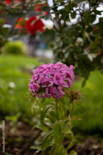 Close up shot of a bunch of pink purple flowers in a garden with a shallow depth of field