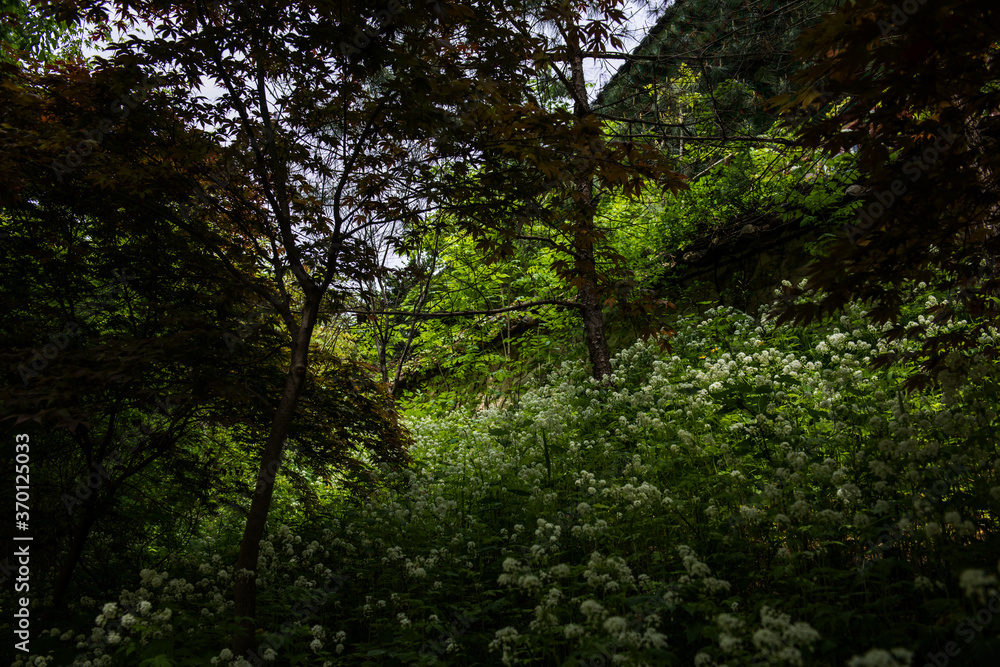 Beautiful green summer thick forest landscape with bright sunshine through the trees. Beautiful green summer thick forest landscape with bright sunshine through the trees.
