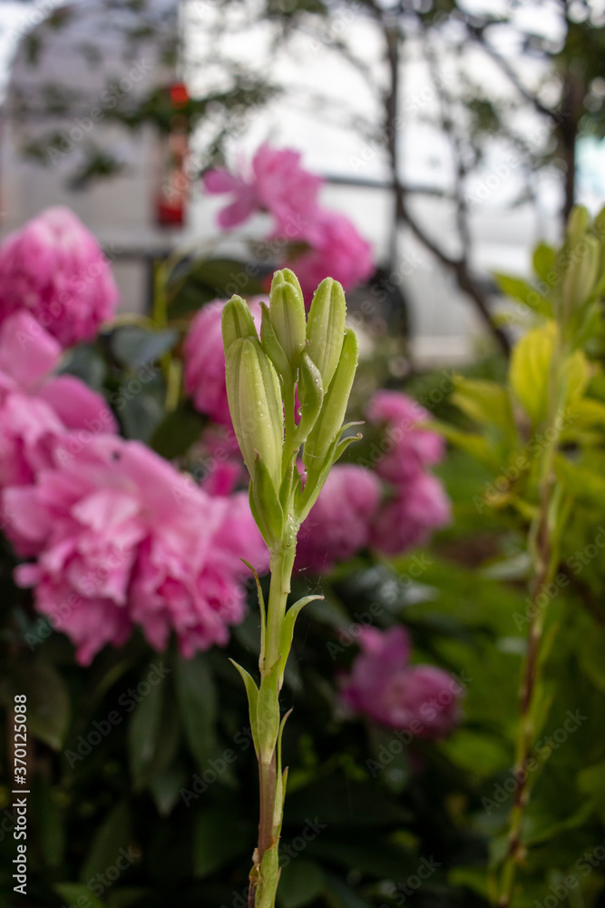 Close up shot of a green plant with pink flowers in the background