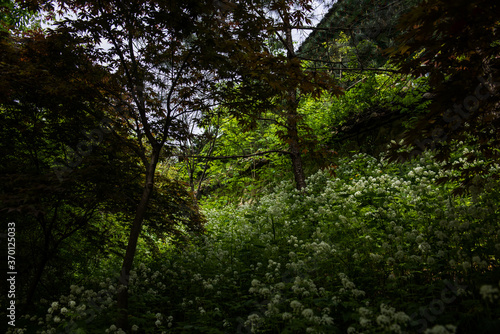 Beautiful green summer thick forest landscape with bright sunshine through the trees.