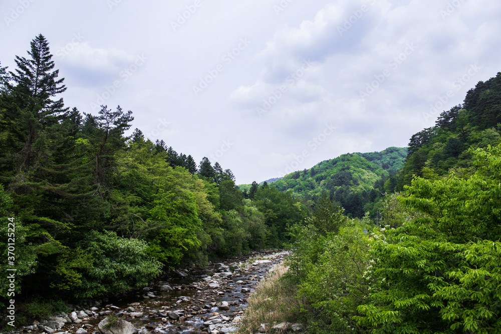 Beautiful green summer thick forest landscape with bright sunshine through the trees.