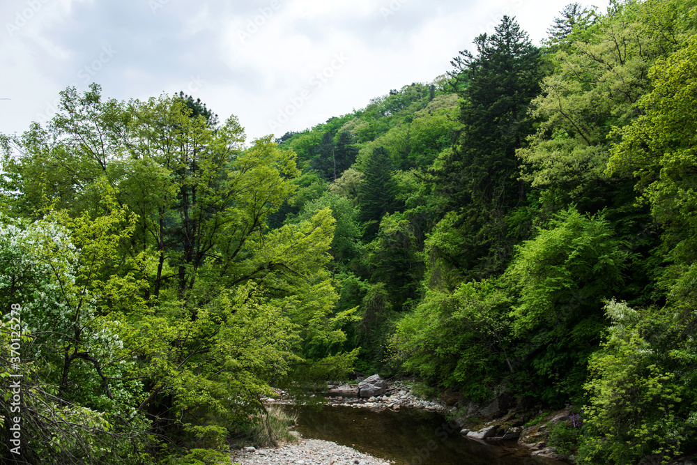 Fototapeta premium Beautiful green summer thick forest landscape with bright sunshine through the trees.