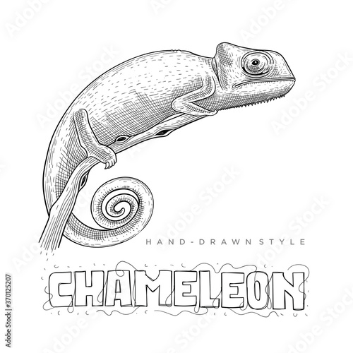 chameleon vector on a tree branch. hand drawn animal illustration