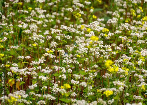 beautiful landscape with buckwheat field  close-up of white buckwheat flowers  summer time