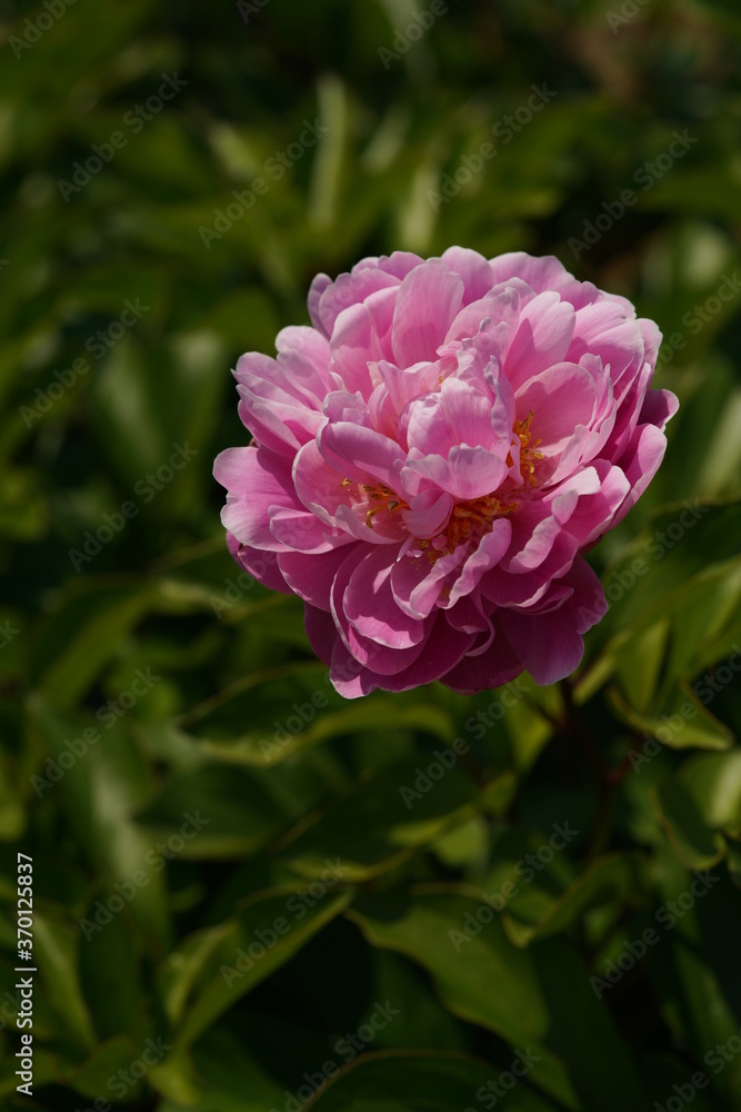 Light Pink Flower of Peony in Full Bloom
