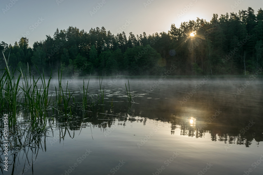 fog landscape with lake, lake reeds in the foreground, light fog on the lake surface