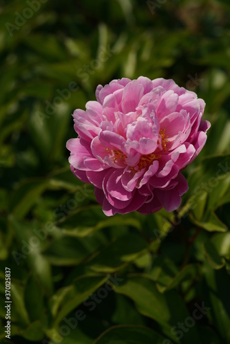 Light Pink Flower of Peony in Full Bloom 