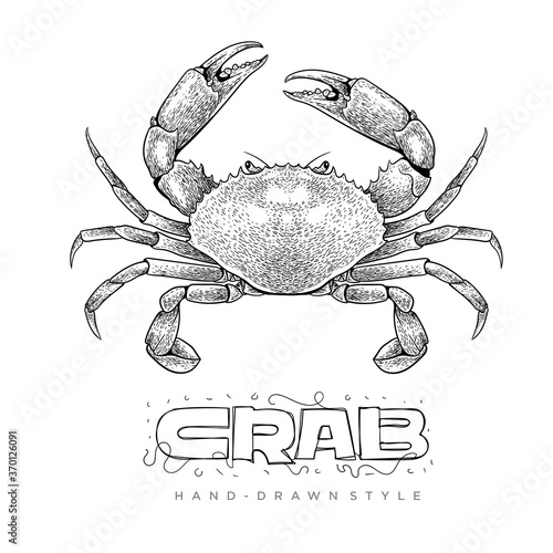 crab vector in hand drawn style. realistic animal illustrations
