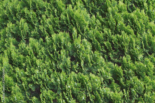 Oriental arborvitae (Platycladus orientalis)