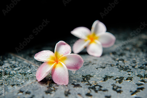 frangipani plumeria flowers with water drop on stone floor