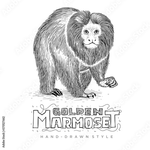Vector Golden Marmoset looks realistic, animal illustration hand drawn