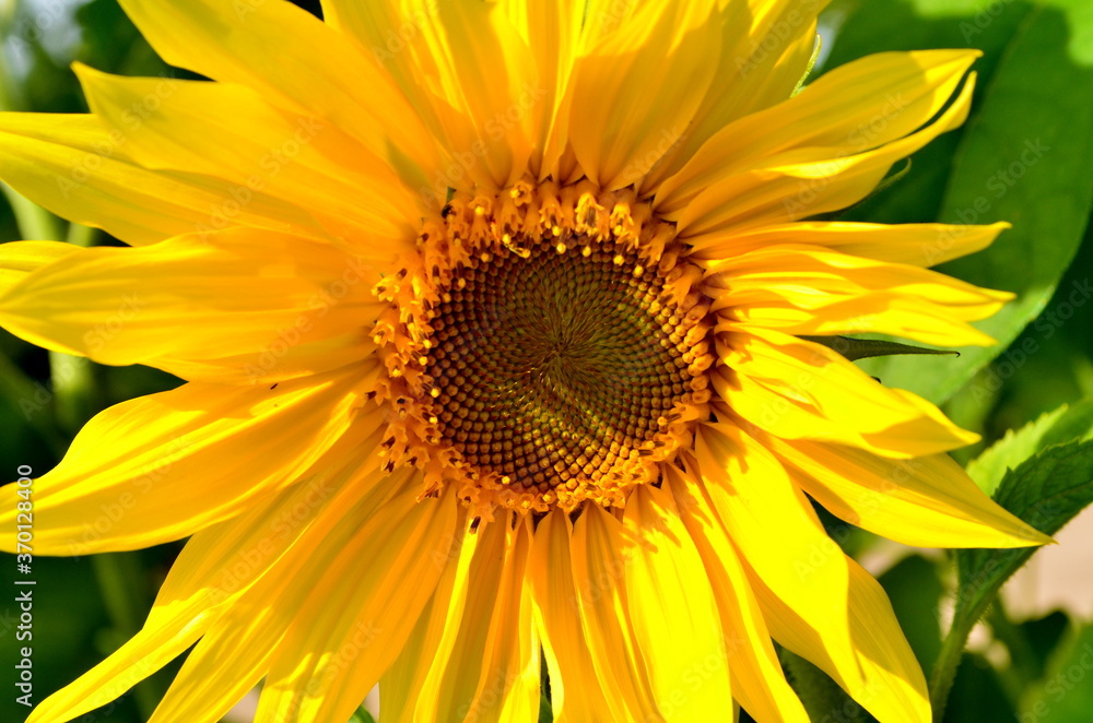 Beautiful yellow sunflower close-up, in the garden in summer Beautiful yellow sunflower close-up, in the garden in summer