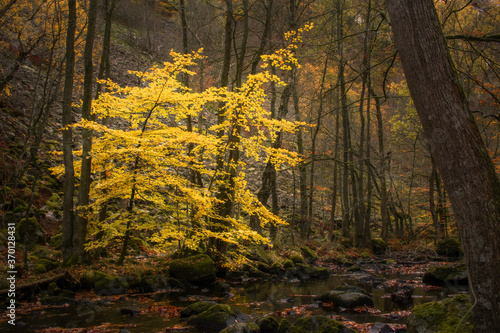 Vibrant yellow trees in the dark and moody woodlands of  Söderåsens Nationalpark, Sweden