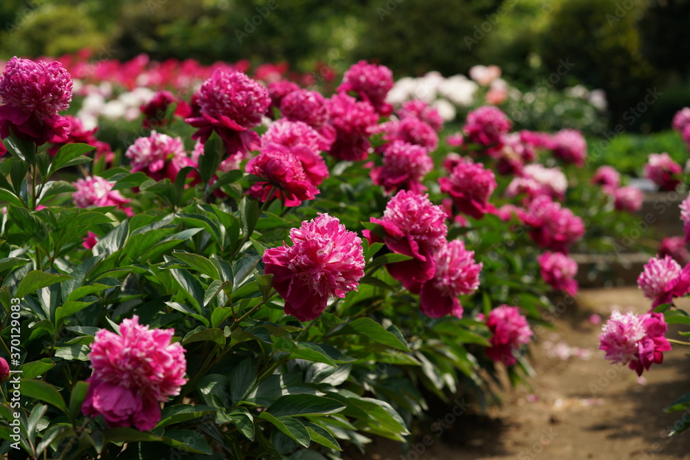 Double-petal, Light Pink Flower of Peony in Full Bloom
Double-petal, Light Pink Flower of Peony in Full Bloom