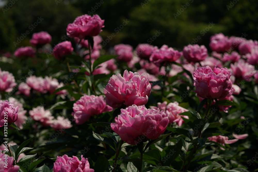 Double-petal, Light Pink Flower of Peony in Full Bloom
Double-petal, Light Pink Flower of Peony in Full Bloom