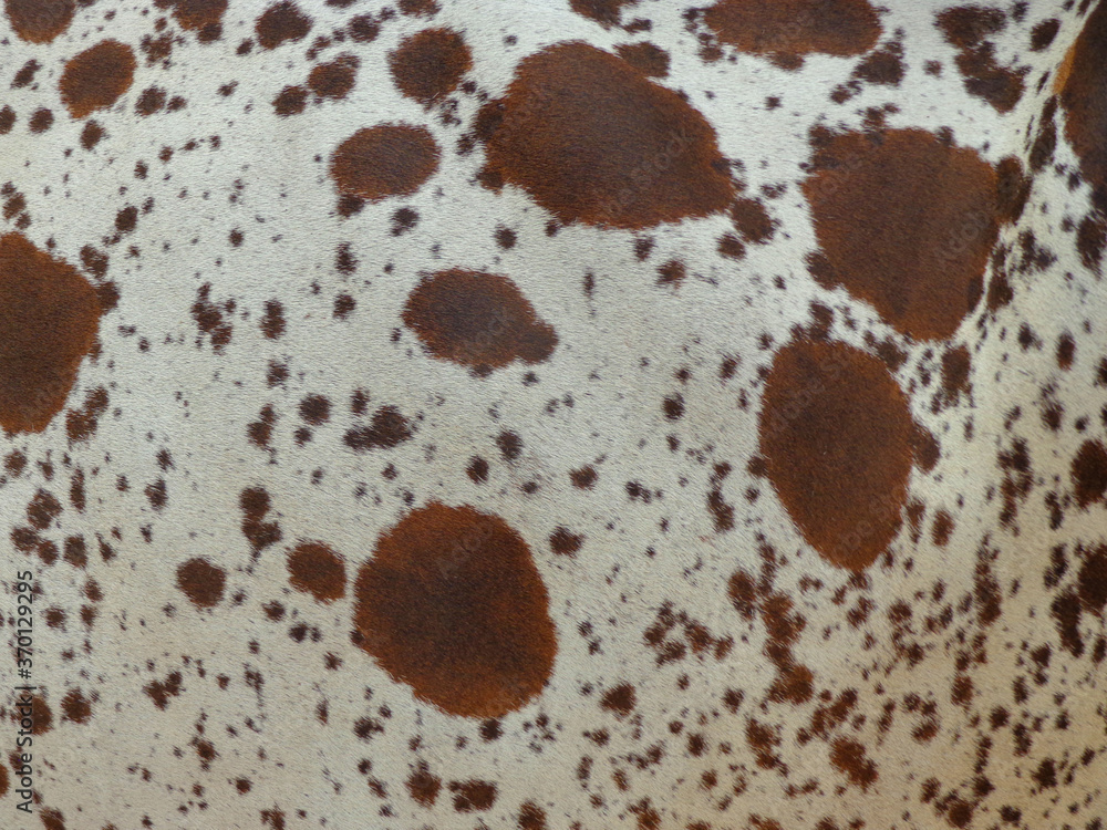 Fototapeta premium cow skin texture background, cow leather with fur background