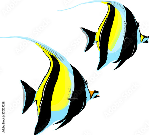 vector illustration of a two Moorish idol fish