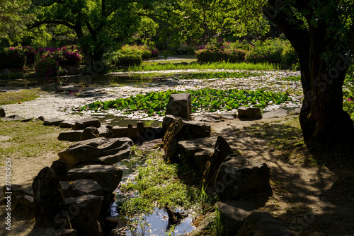 公園の小さな池の夏の風景