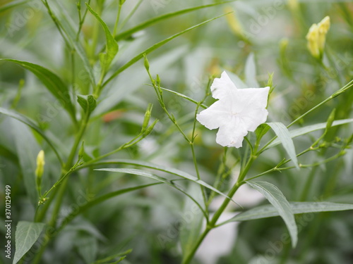 Ruellia tuberosa Waterkanon, Iron root Feverroot, Popping pod Cracker plant white flower blooming in garden on blur nature background photo