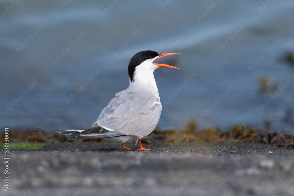 Flussseeschwalbe (Sterna hirundo) Flussseeschwalbe (Sterna hirundo)