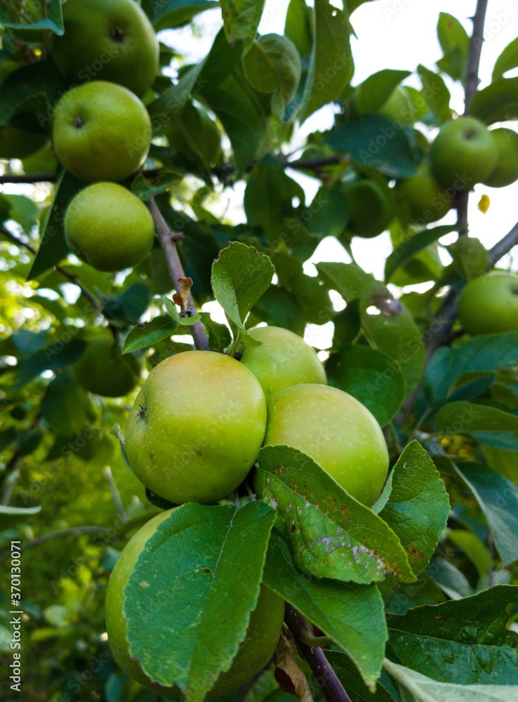 apples on tree apples on tree
