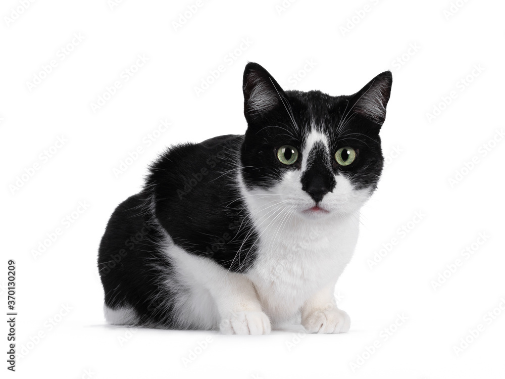 Handsome black and white house cat slaying down side ways. Looking straight ahead with green eyes. Isolated on white background. Handsome black and white house cat slaying down side ways. Looking straight ahead with green eyes. Isolated on white background.