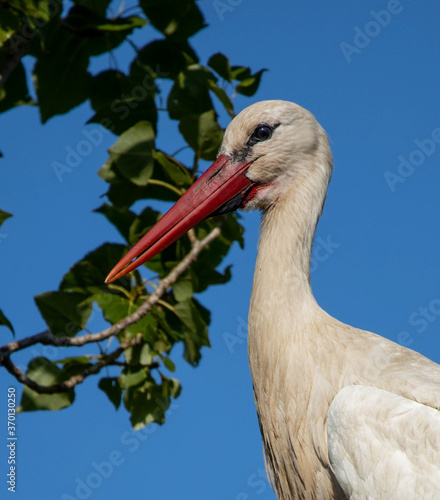 Konstfotografi stork close up