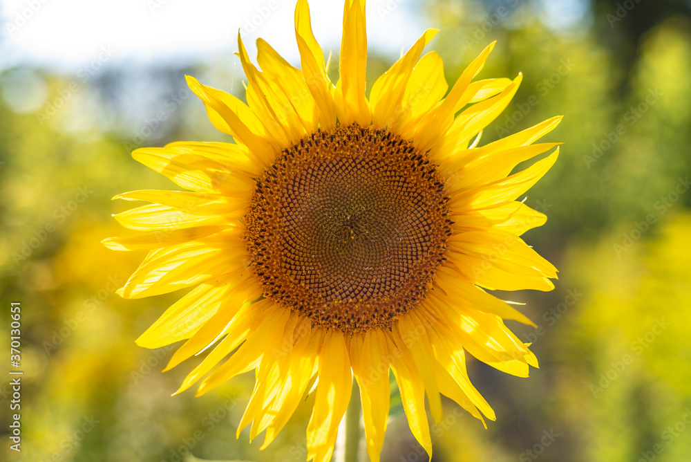 single sunflower close up on the field single sunflower close up on the field