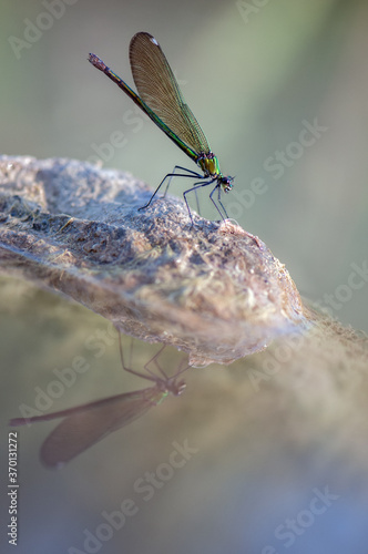Beautiful damselfly Calopteryx splendens and its reflectionsits on a stone in the river flaps its wings and waits for prey