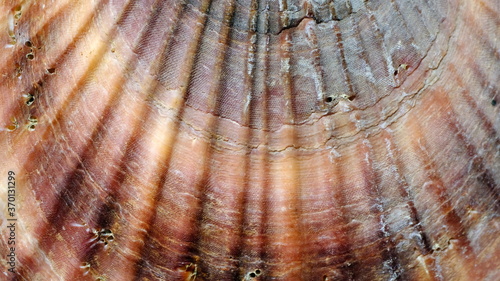Textured old sea shell surface