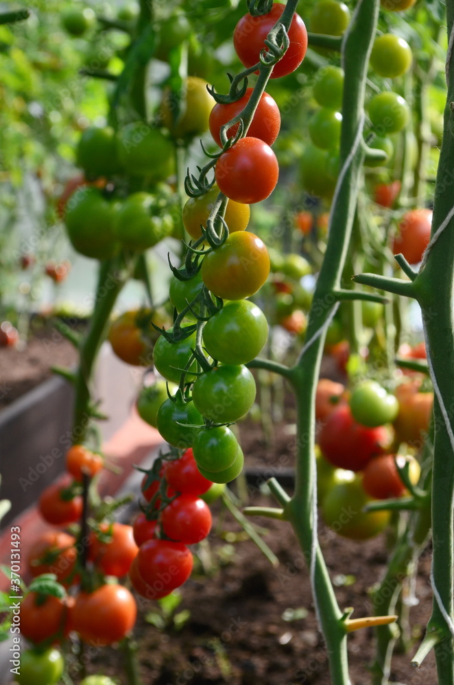 Red and Green tomatoes in the greenhouse. Tomatoes ripening in a greenhouse